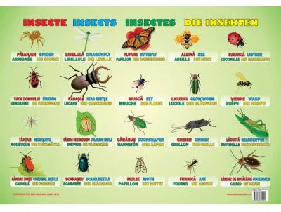 Insecte. Plansa educationala