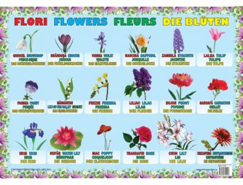 Flori - Plansa educativa