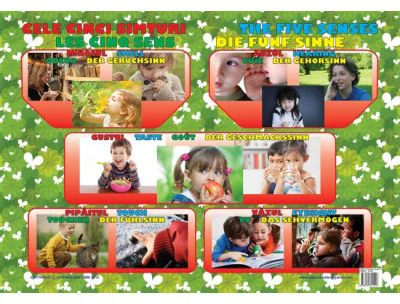 Cele Cinci Simturi - Plansa educativa