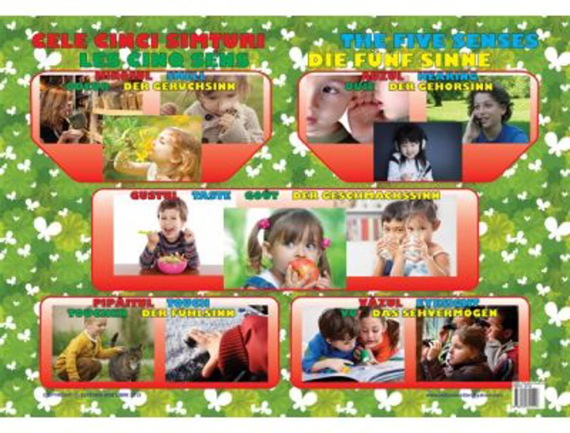 Cele Cinci Simturi - Plansa educativa