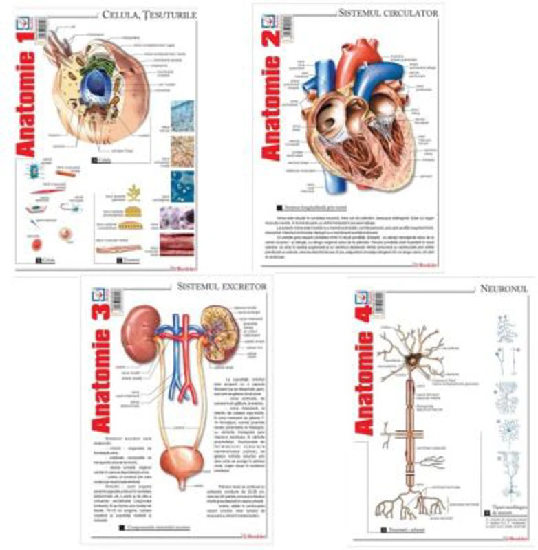 Pachet Pliante Anatomie, volumele 1-4 - Florica Mailat