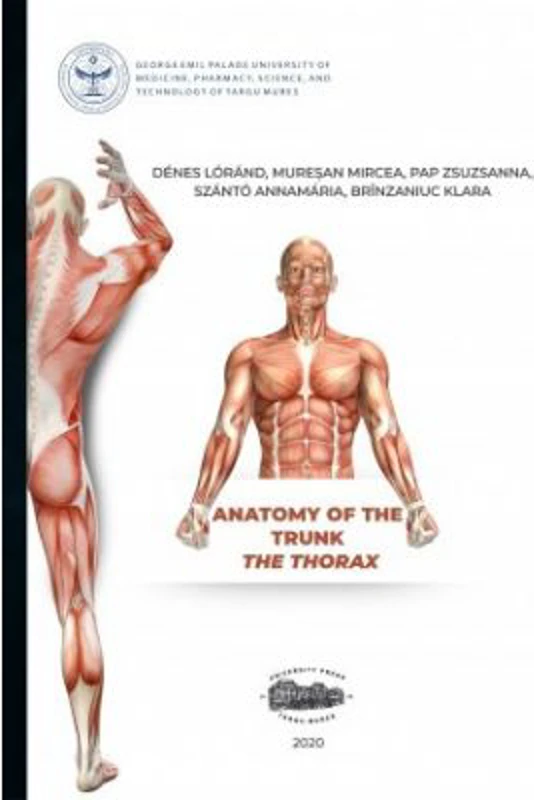 Anatomy of the trunk. The thorax - Denes Lorand