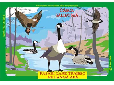 Pasari din fauna Romaniei care traiesc pe langa ape