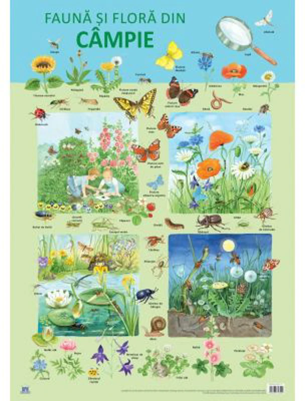 Plansa - Fauna si flora din campie