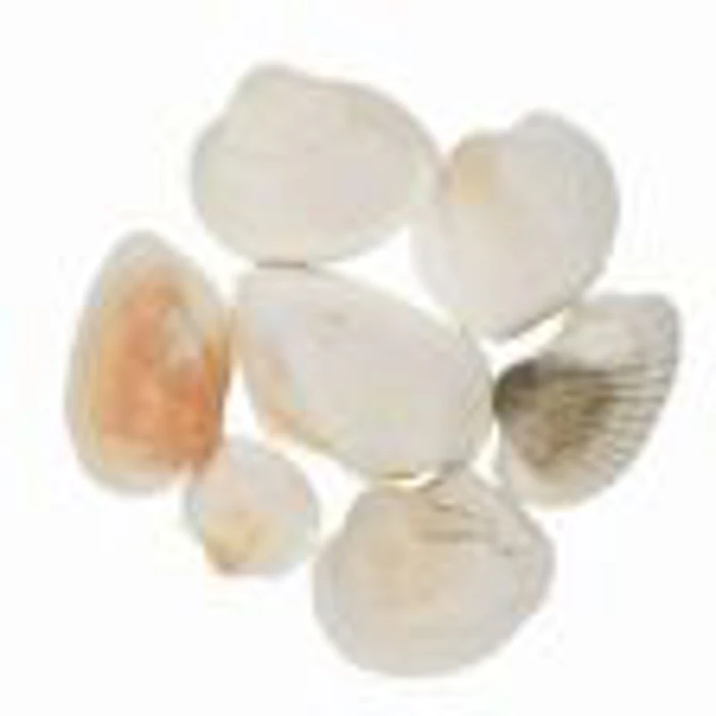 Accesorii creatie - scoici, 70g, set 6 buc, Colorarte, 6902