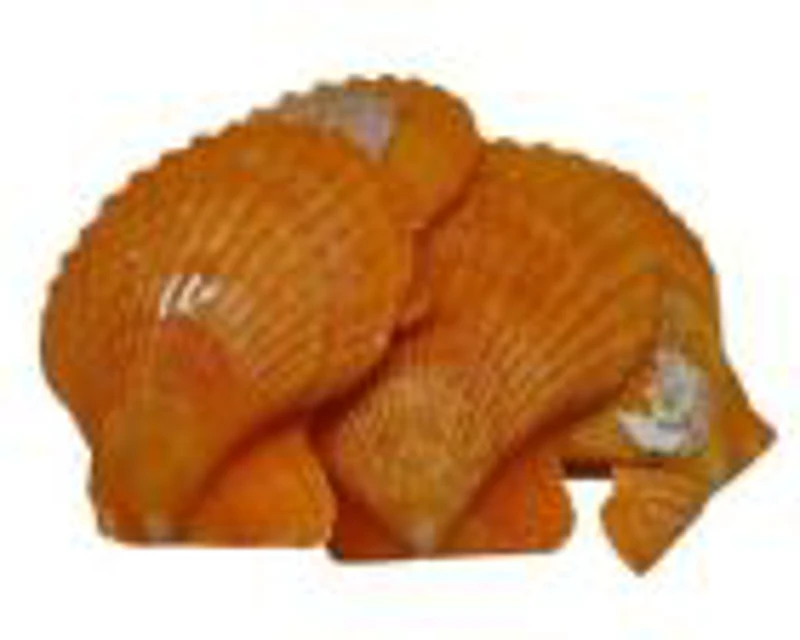 Accesorii creatie - scoici, 5-6cm, set 5 buc, Colorarte