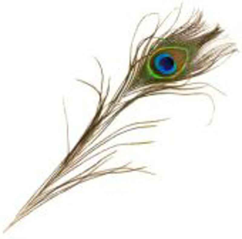 Accesorii creatie - pana paun, 25cm, Colorarte