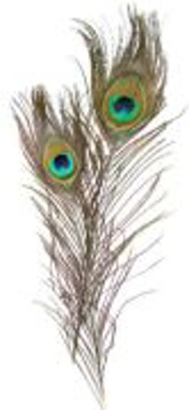 Accesorii creatie - pene, 25cm, paun, set 2 buc, Colorarte