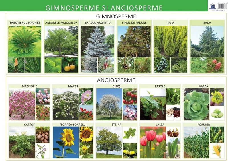 Gimnosperme și angiosperme - Planșă educativă
