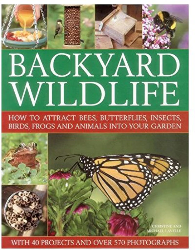 Backyard Wildlife