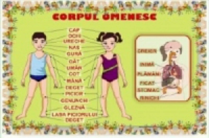 Plansa Corpul omenesc