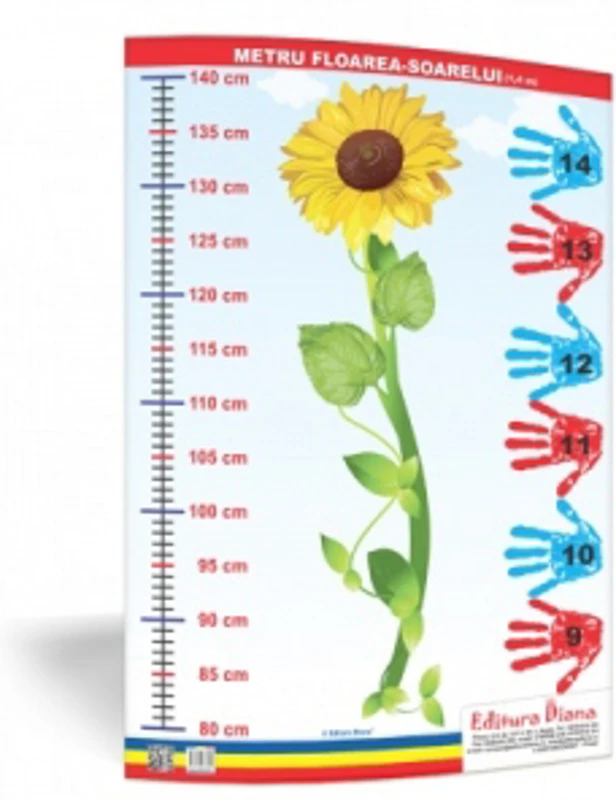 Metru floarea-soarelui 1, 4 metri - plansa 50x70 - Proiecte Tematice