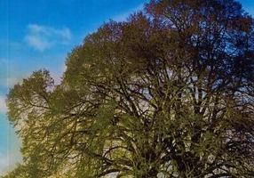 Raze din zare. Urme din trecut