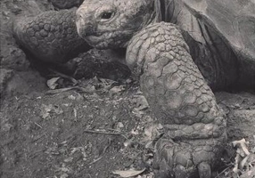 Más conchas que un galápago