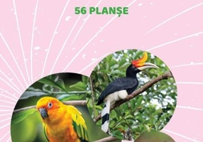 Mapă - Păsări sălbatice