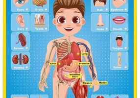 Poster Interactiv în Limba Engleză - Corpul uman