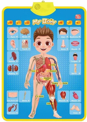 Poster Interactiv în Limba Engleză - Corpul uman