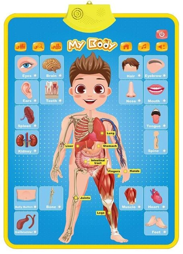 Poster Interactiv în Limba Engleză - Corpul uman