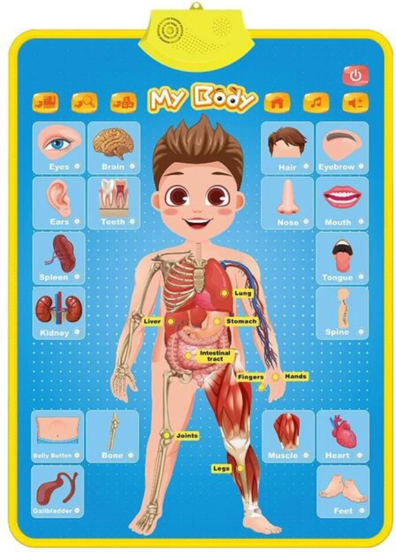 Poster Interactiv în Limba Engleză - Corpul uman