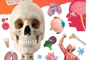 Învață! Corpul Uman