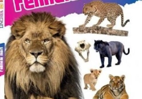 Învață! Felinele mari