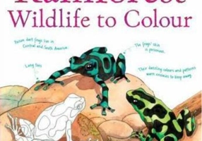 Rainforest Wildlife to Colour