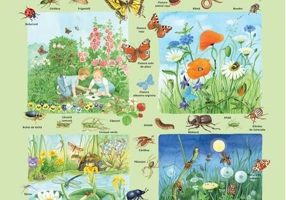Planșă - Fauna și flora din câmpie