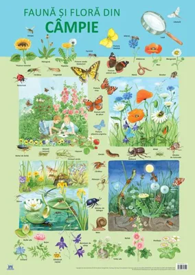 Planșă -  Fauna și flora din câmpie
