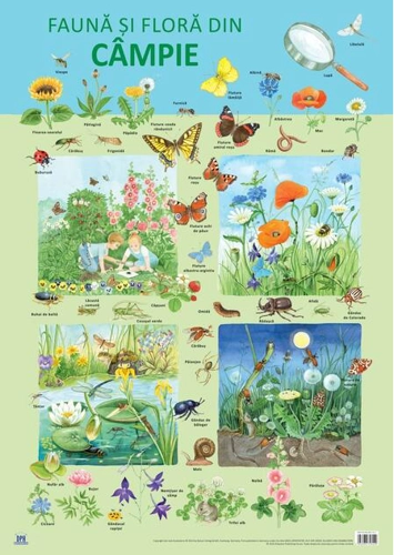Planșă - Fauna și flora din câmpie