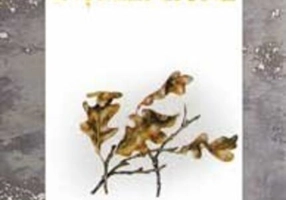 Un dar special de înţelepciune