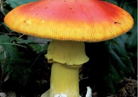 Ghidul culegătorului de ciuperci. 555 specii cu fotografii