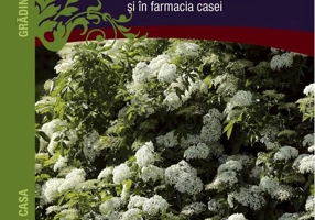 Socul: cultivare, utilizări în gastronomie şi în farmacia casei