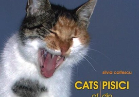 Pisici din București - Cats of Bucharest
