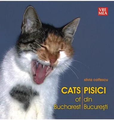 Pisici din București - Cats of Bucharest