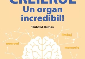 Mic ghid de sănătate: Creierul. Un organ incredibil!