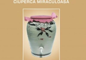 Kombucha - Ciuperca miraculoasă