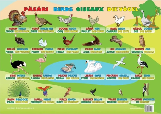 Planșă - Păsări