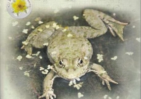 Să descoperim iazurile și râurile. Observă și învață, joacă-te cu autocolante!