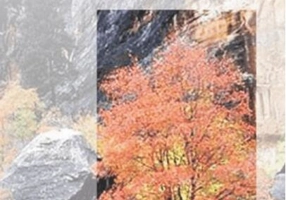 Frunziş şi rădăcină