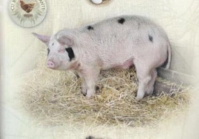 Să descoperim ferma. Observă și învață, joacă-te cu autocolante!