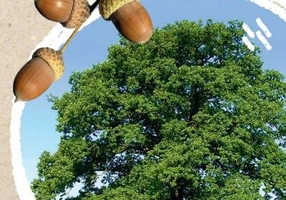 Micul biolog - Copaci