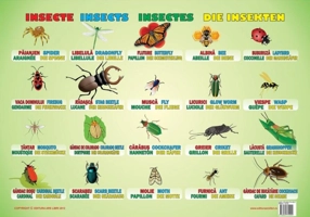 Planșă - Insecte
