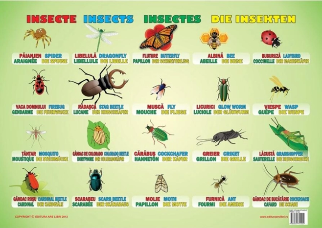 Planșă - Insecte