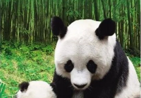 Legenda uriașilor panda