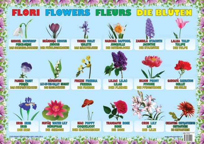 Planșă - Flori