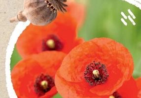 Micul biolog - Flori