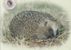 Să descoperim viețuitoarele sălbatice din grădină. Observă și învață, joacă-te cu autocolante!