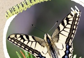 Micul biolog - Insecte