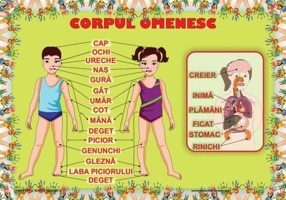 Planșă - Corpul omenesc