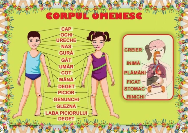 Planșă - Corpul omenesc